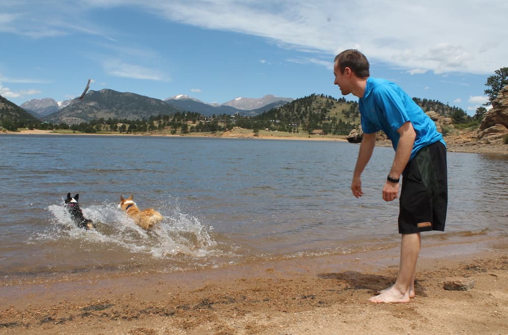 corgis chasing stick in lake