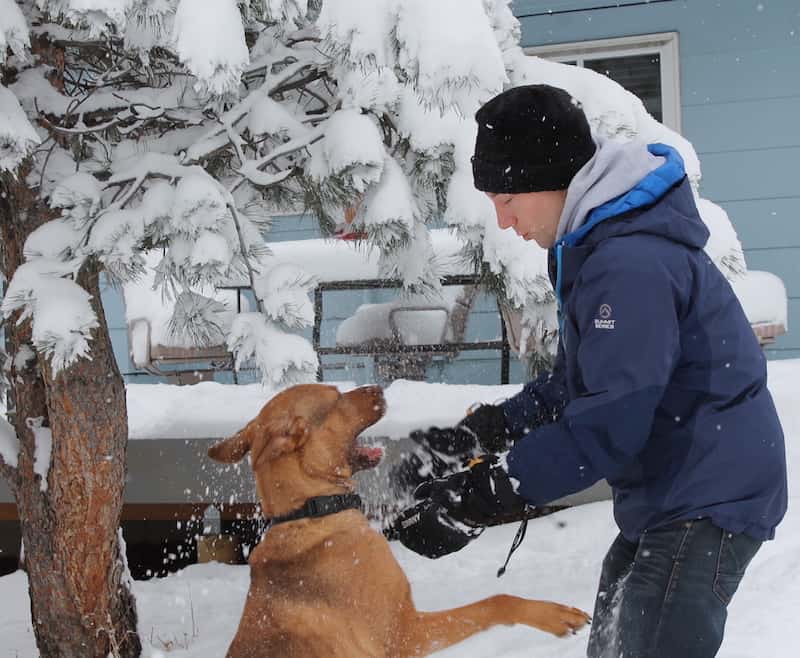 wild-dog-snow