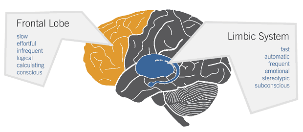 frontal lobe and limbic system